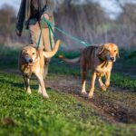Wisedog 3m Freisprechleine Seegrün – 7-in-1 Hundeleine mit rutschfestem Griff – Bild 8