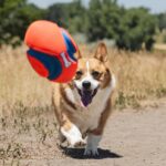 Chuckit! Fumble Fetch Small – Interaktiver Hundeball mit Griffmulden für aktives Spiel – Bild 6