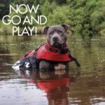 EzyDog Hundeschwimmweste XS – Rettungsweste mit Griff & Reflektoren für kleine Hunde – Bild 5