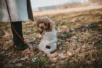 HUNTER Genf Hundepullover Grösse 40 – Wärmender Strickpullover aus recyceltem Material – Bild 9