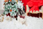 Unique Style Paws Hundehalsband mit Fliege – Verstellbares Halsband für Hunde & Katzen – Bild 6