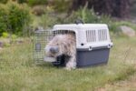 Karlie Flugzeugbox Nomad L – IATA-zertifizierte Transportbox für Hunde bis 10 kg – Bild 13