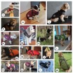 Aiboria Hundejacke L – Winddicht & Wasserdicht Wintermantel für kleine Hunde – Bild 6