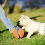 Chuckit! Kick Fetch Large – Robuster Hundeball mit ergonomischen Einkerbungen für mittelgrosse bis grosse Hunde – Bild 2