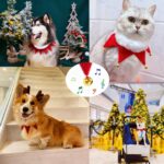 Aniepaa Weihnachts-Hundehalsband XL mit 8 Glöckchen – Verstellbar für Hunde & Katzen – Bild 6