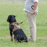 Haapaw Taktisches Hundegeschirr für grosse Hunde – No-Pull Geschirr mit Molle-System – Bild 3