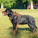 Haapaw Taktisches Hundegeschirr für grosse Hunde – No-Pull Geschirr mit Molle-System – Bild 2