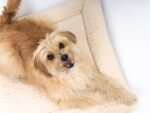TrendPet Heaven Hundedecke Wendedecke – 4cm gefütterte Liegedecke für Hunde & Katzen – Bild 7
