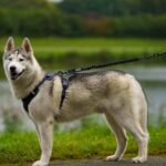 Floxik Ruckdämpfer Hund Gross – Elastische Leinenverlängerung für Sicherheit beim Joggen & Radfahren – Bild 2