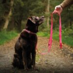 Floxik PVC Hundeleine 3m Schwarz – Verstellbare Führleine für mittlere & grosse Hunde – Bild 3
