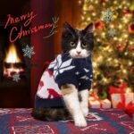 RANYPET Weihnachts-Katzenpullover 2er-Set Grösse S – Weiches Acrylstrick für Katzen & Zwerghunde – Bild 5