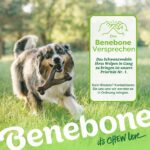 Benebone Wishbone Kauspielzeug L – Langlebiger Hundeknochen mit echtem Speck für aggressive Kauer – Bild 6