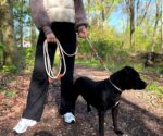 Leisegrün Devon Hundeleine 3m verstellbar – Multifunktions-Führleine für grosse Hunde bis 80 kg – Bild 6