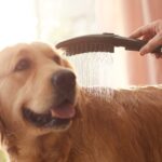 hansgrohe DogShower – Hundedusche mit 3 Strahlarten & Streichelnoppen, Mattschwarz – Bild 2