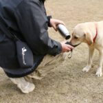 VIVAGLORY Hundetrinkflasche 750ml mit Neopren-Halter & Tragegurt – Edelstahl für unterwegs – Bild 7