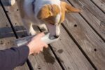 PETKIT EVERSWEET 400 ml Trinkflasche für Hunde – BPA-frei & tragbar – Bild 9