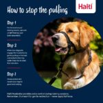 Halti Kopfgeschirr Grösse 3 Schwarz – Anti-Zug-Training für mittelgrosse Hunde – Bild 4