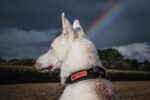 OneTigris Taktisches Hundehalsband M mit Metallschnalle – Robustes Nylonhalsband für Hunde – Bild 8
