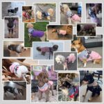 Savlot Hundejacke Grösse L – Wasserdicht & Winddicht mit Geschirr für Winter – Bild 6