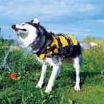 EzyDog Hundeschwimmweste XS – Rettungsweste mit Griff & Reflektoren für kleine Hunde – Bild 6
