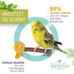 Vogelgaleria® 5er Set Naturholz Sitzstangen – Vogelzubehör für Wellensittich & Nymphensittich – Bild 3