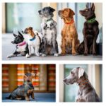 elropet Personalisiertes Hundehalsband mit Bestickung – XS bis XXL für alle Hunde – Bild 3