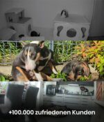 PET.TEC Cam 360° Haustierkamera – Full HD mit Bewegungserkennung & App ohne Abo – Bild 9