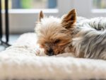 TrendPet Heaven Hundedecke Wendedecke – 4cm gefütterte Liegedecke für Hunde & Katzen – Bild 9
