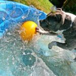 Jolly Pet Crazy Egg Gelb – Robustes Hundespielzeug 30 cm für aktive Hunde – Bild 8