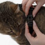 LucyBalu® Explorer Katzengeschirr XS/S mit Leine – Brustgeschirr-Set mit AirTag-Fach – Bild 7