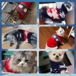 RANYPET Weihnachts-Katzenpullover 2er-Set Grösse S – Weiches Acrylstrick für Katzen & Zwerghunde – Bild 7