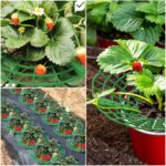 AIMEKE 15er Set Erdbeerstützen – Schutz vor Fäulnis & Schimmel für gesunde Erdbeeren – Bild 7