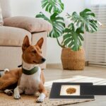 Jeinbuil Kratzbrett für Hunde 35x25cm mit Futterschublade – Krallenpflege spielerisch – Bild 6