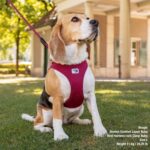 curli Vest Harness Clasp Air-Mesh S – Leichtes Hundegeschirr mit 70 kg Zuglast – Bild 6