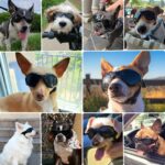 PETLESO Hundesonnenbrille Schwarz – UV & Windschutz mit verstellbarem Riemensystem – Bild 2