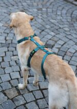 Kerbl Pet Panikgeschirr Miami Petrol – Ausbruchssicheres Sicherheitsgeschirr für ängstliche Hunde – Bild 4