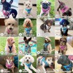 haapaw Hundegeschirr & Leine Set – Anti-Zug Welpengeschirr mit Polsterung für kleine Hunde – Bild 6
