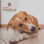 MAIKAI 2er Packung Hirschgeweih XL für Hunde – Natürlicher Kauknochen für Zahngesundheit – Bild 7