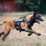 OneTigris Taktisches Hundegeschirr M – Anti-Zug No-Pull für Mittelgrosse Hunde – Bild 7