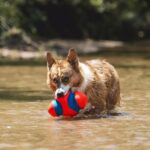 Chuckit! Fumble Fetch Small – Interaktiver Hundeball mit Griffmulden für aktives Spiel – Bild 5