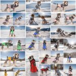 Lairle Hundemantel Winter mit integriertem Geschirr – Wärmejacke für kleine & mittlere Hunde – Bild 6