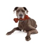 Nylabone Power Chew XXL Kauknochen Bison – Zahnpflege-Kauspielzeug für grosse Hunde ab 23 kg – Bild 2
