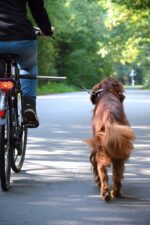 dobar Walky Dog Plus Fahrradleine – Edelstahl Hundeleine mit Quicklock für sicheres Radfahren – Bild 5