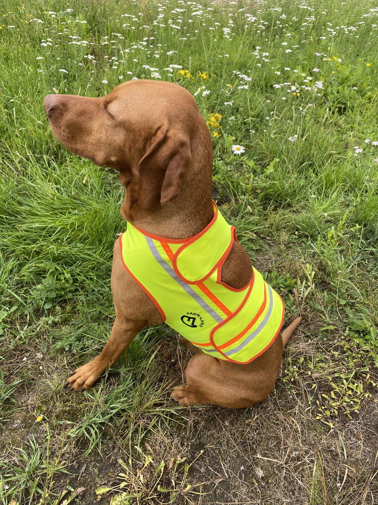 FARM-LAND Hunde Reflektorweste – Signalweste für Jagd & Straßenverkehr