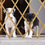 Relaxdays Hundeabsperrgitter 82,5 cm – Scherengitter für Tür & Treppe, ausziehbar bis 116,5 cm – Bild 4