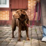 Tailoir Hundeleine 2m geflochten – Paracord Führleine für Mittel- & Grosse Hunde – Bild 3