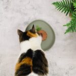 ne&no Katzennapf Nala Collection – Flache Silikonschale für sensible Schnurrhaare – Bild 9