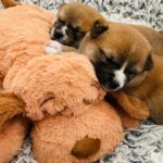 Snuggle Puppy Original Kuscheltier mit Herzschlag – Beruhigendes Hundespielzeug für Welpen – Bild 6