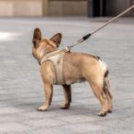 Curli Vest Harness Clasp Cord S – Ergonomisches Hundegeschirr mit DogFinder ID – Bild 6