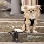 Curli Stretch Comfort Leash M – Stoßdämpfende Hundeleine mit Sicherheitskarabiner – Bild 4
